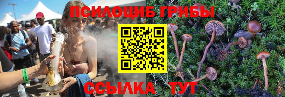 Псилоцибиновые грибы мицелий Кузнецк